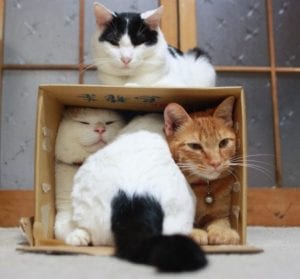 Cats crammed in a box